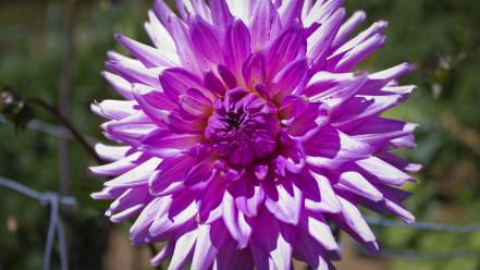 Nature flowers grass dahlias pink wallpaper