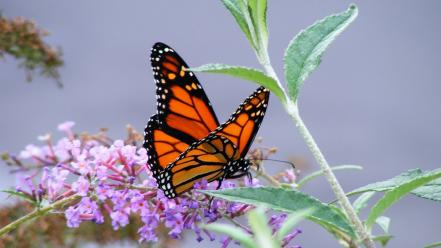 Nature flowers insects leaves butterflies wallpaper