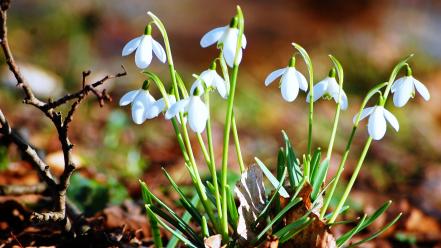 Nature flowers snowdrops wallpaper