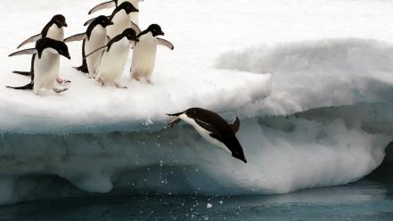 Nature snow animals penguins national geographic diving birds wallpaper