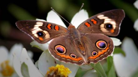 Nature wings flowers insects butterflies wallpaper
