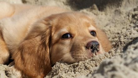 Sand animals dogs puppies golden retriever wallpaper