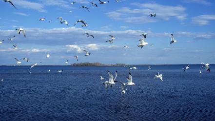 Seagulls seascapes birds sea wallpaper
