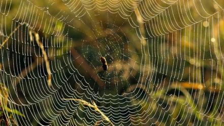 Spiders arachnids wallpaper