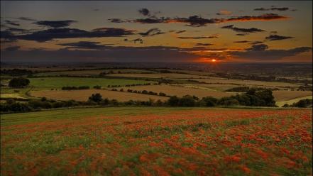 Sunset fields wallpaper