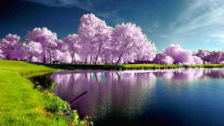 Water trees leaves scenic wallpaper