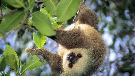 Animals leaves sloth panama wallpaper