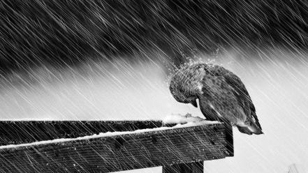 Black and white rain birds wallpaper