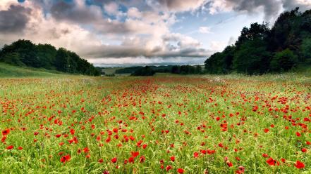 Clouds landscapes flowers fields poppies wallpaper