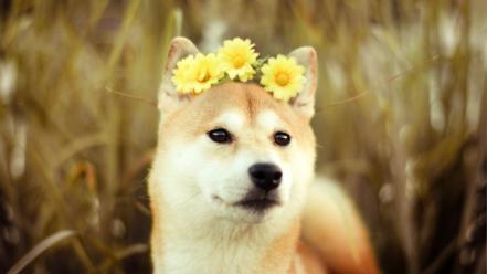 Flowers animals dogs shiba inu wallpaper