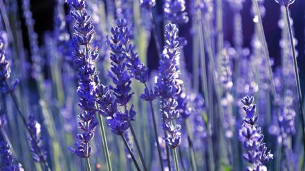 Flowers lavender wallpaper