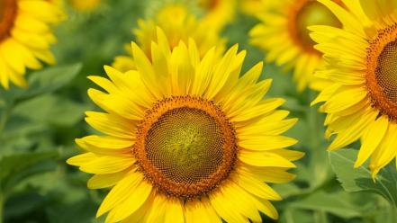 Flowers sunflowers yellow wallpaper