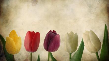 Flowers vintage tulips wallpaper