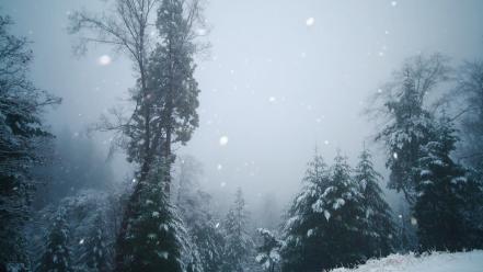 Landscapes winter snow trees forest evergreens snowing wallpaper