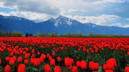 Mountains landscapes nature flowers tulips red wallpaper