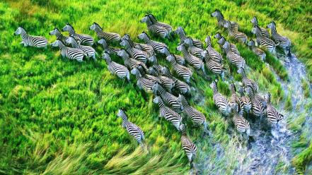 Nature animals zebras hdr photography grassland wallpaper