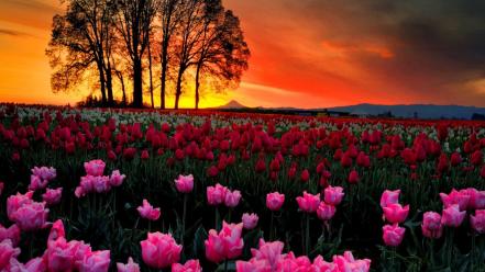 Sunset landscapes trees flowers tulips wallpaper