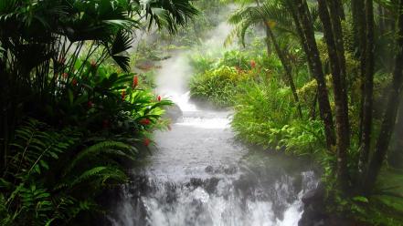 Trees jungle leaves streams rainforest wallpaper