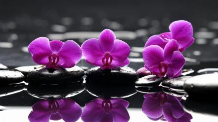 Water flowers stones selective coloring reflections orchids pink wallpaper