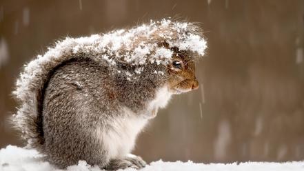 Winter snow animals outdoors squirrels wallpaper