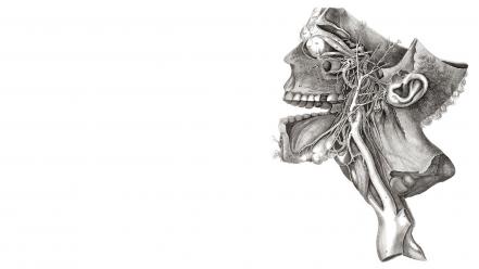 Anatomy skeletons monochrome diagram wallpaper