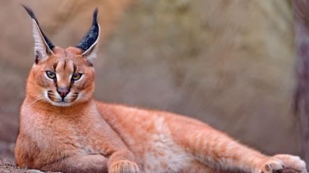 Animals lynx caracal wallpaper