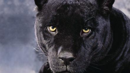 Animals panthers black panther wallpaper