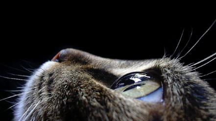 Close-up eyes cats faces wallpaper