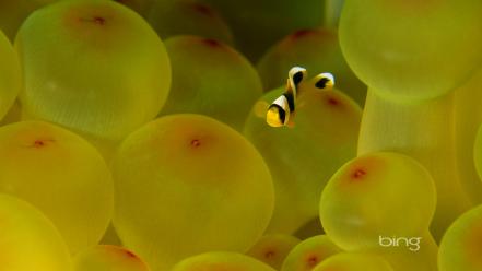 Clownfish sea anemones life wallpaper