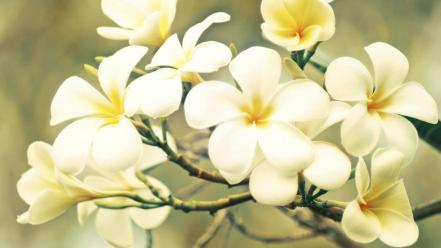 Flowers plumeria wallpaper