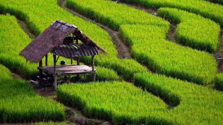 Green grass fields rice asia bowl wallpaper
