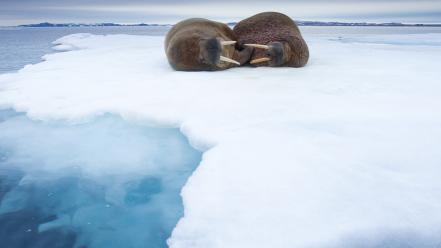Ice animals norway sleeping walrus wallpaper