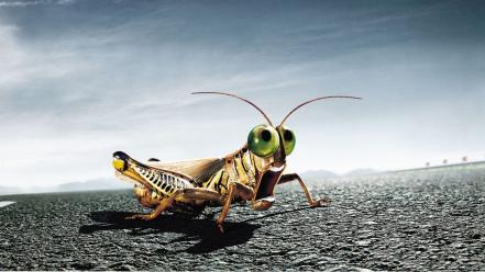 Insects grasshopper wallpaper