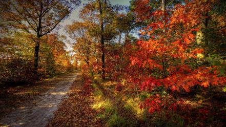 Landscapes nature trees leaves roads autumn wallpaper
