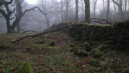 Landscapes trees forest fog moss wallpaper