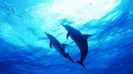 Nature animals dolphins sea wallpaper