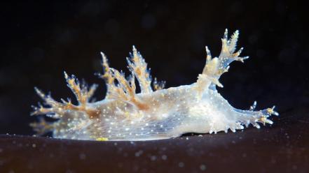 Ocean nature underwater nudibranchia alexander semenov sea wallpaper