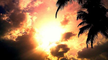 Sunset sun text red dawn coconut tree wallpaper