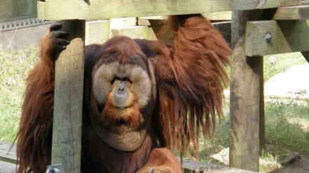 Animals apes orangutans wallpaper