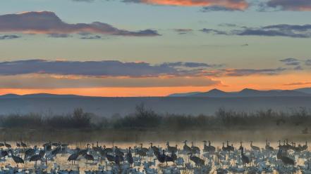 Apache wildlife national cranes new mexico geese wallpaper