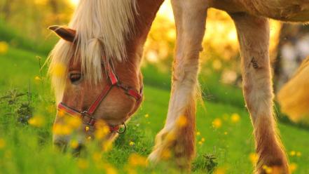 Grass national geographic switzerland ponies yellow flowers wallpaper