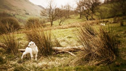 Landscapes nature animals wales lambs baby wallpaper