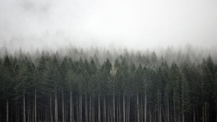 Landscapes trees forest fog wallpaper