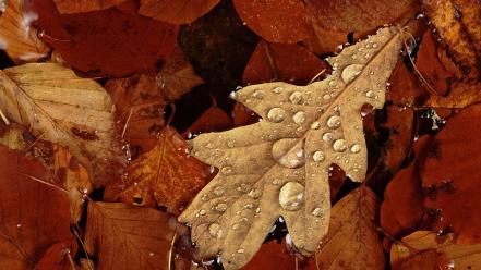 Nature fallen leaves wallpaper