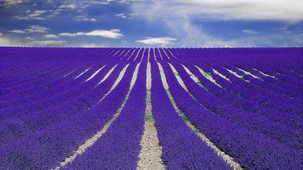 Nature fields lavender purple flowers wallpaper