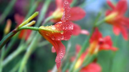 Nature flowers blurred wallpaper