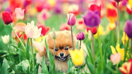 Nature flowers dogs tulips complex magazine wallpaper