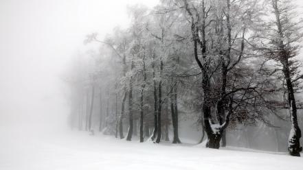 Nature snow trees white forest wallpaper