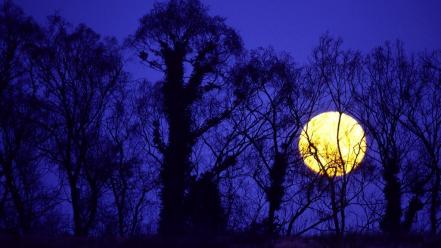 Nature trees moon silhouette night sky wallpaper