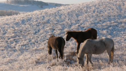 Nature winter frost pasture wallpaper